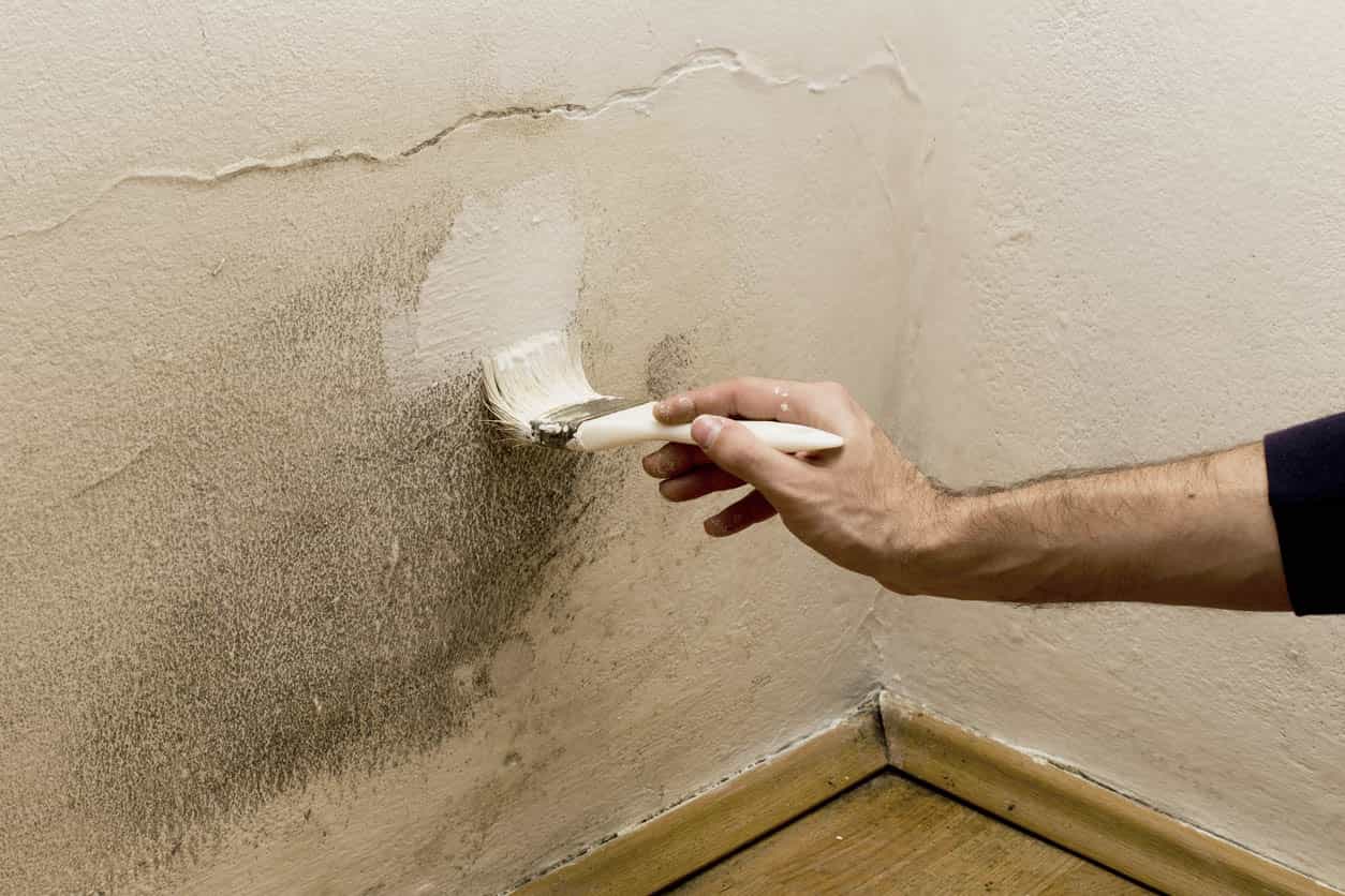 Painting over Mold won’t Fix the Problem!